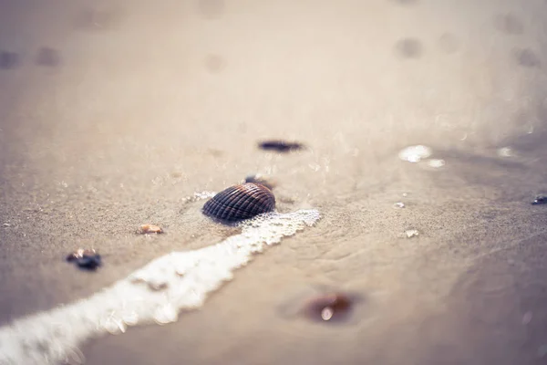夏天的照片与贝壳和阳光的细节在潮湿的沙滩上 荷兰北海沿岸海滩的详细情况 — 图库照片