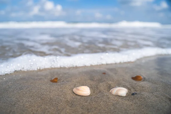 Summery photo with shells and details of sun on wet sandy beach. details of beach along the North Sea coast in the Netherlands.