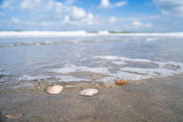 Summery photo with shells and details of sun on wet sandy beach. details of beach along the North Sea coast in the Netherlands.