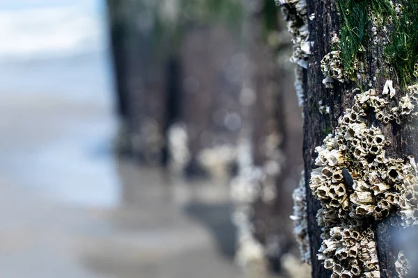 Rock Barnacle beragadt egy fa oszlop hínár és hullámok — Stock Fotó