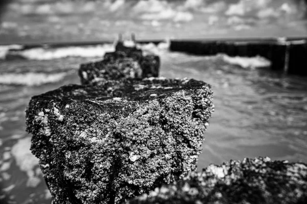 Kaya Barnacle, yosun ve dalgalarla tahta bir direğe yapışmış. — Stok fotoğraf