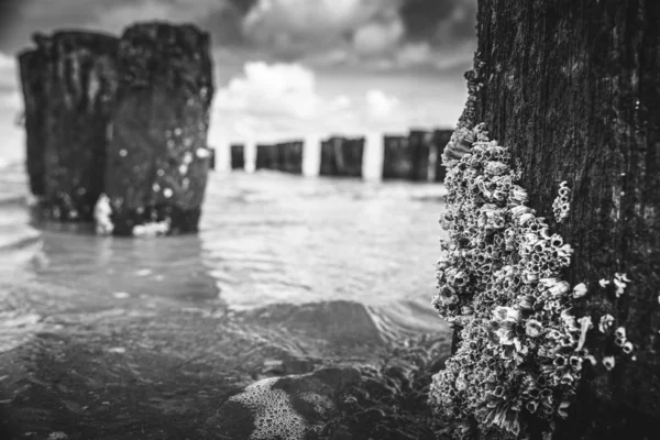 Kaya Barnacle, yosun ve dalgalarla tahta bir direğe yapışmış. — Stok fotoğraf