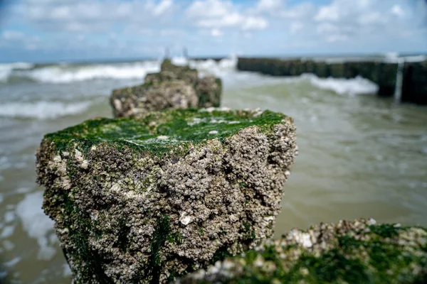岩のバナーは、海藻や波と木製のポストに立ち往生 — ストック写真