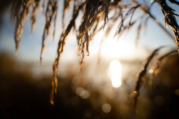 Nahaufnahme von Wassertropfen auf einer Schilfffahne mit aufgehender Sonne im Meer — Stockfoto