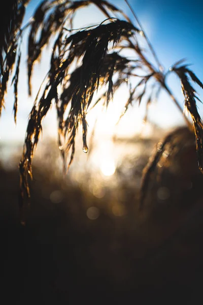 Sluiten van de waterdruppel op een rietpluim met rijzende zon in de ea — Stockfoto