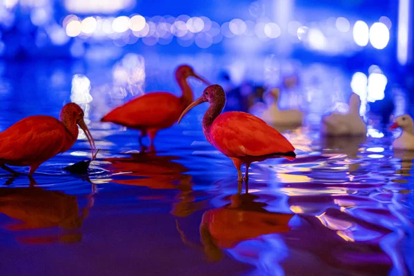 Формирование красного ибиса в окружении синего света на набережной — стоковое фото