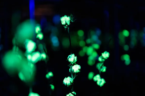 Verde iluminar la planta de algodón con luz negra — Foto de Stock