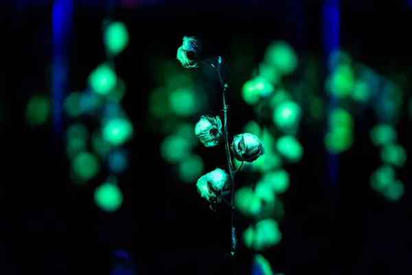 Verde iluminar planta de algodão com luz preta — Fotografia de Stock