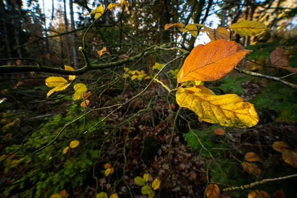 Einige schöne ländlich gefärbte Herbstblätter auf einem Zweigbaum — Stockfoto