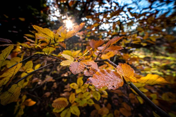 Algumas folhas de outono coloridas rurais agradáveis em uma árvore de galho — Fotografia de Stock