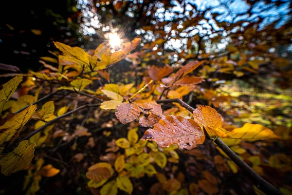 Some nice rural colored autumn leaves on a twig tree — Stock Photo, Image