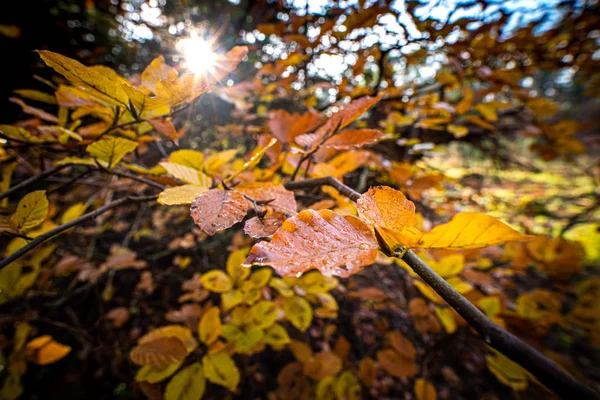 Quelques belles feuilles d'automne de couleur rurale sur un rameau — Photo