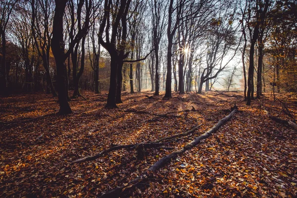 Coup de soleil parmi les troncs d'une forêt d'automne colorée — Photo