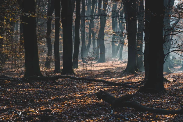 Sonnenstrahlen zwischen den Baumstämmen auf einem Waldboden, der mit — Stockfoto