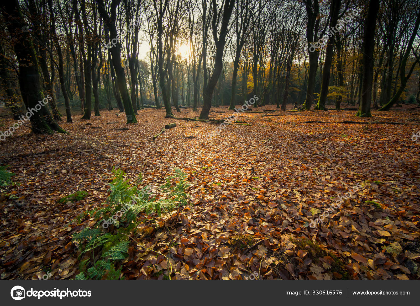 Morning View In An Autumn Forest With Sunburst And Foggy Rays Stock Photo Image By C Fotografiecor