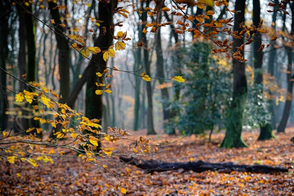 Brightly colored autumn leaves on a twig of a beech tree — Stock Photo, Image