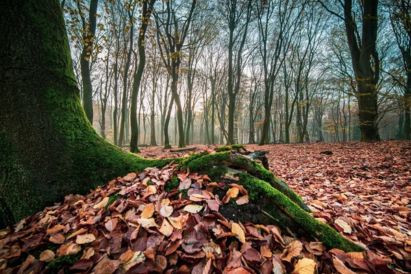 Větve buku s jasným podzimním listím, úlomek blízko — Stock fotografie