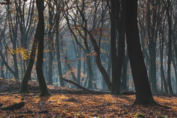 Mattina nebbiosa nella foresta autunnale illuminata dal sole con bellissimo reggiseno autunno — Foto Stock