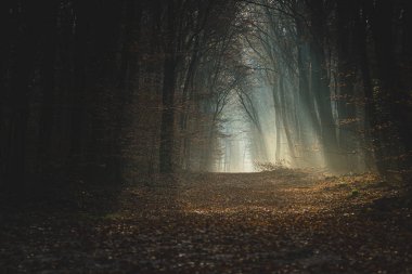 Karanlık sonbahar ormanındaki patika Parlak güneş ışınlarıyla