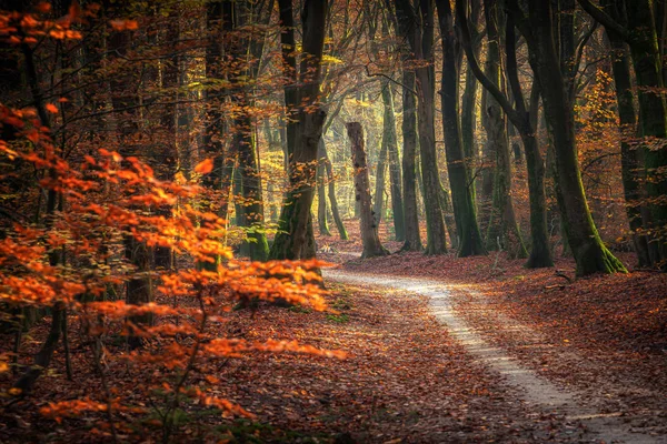 Oude landweg midden in het bos — Stockfoto