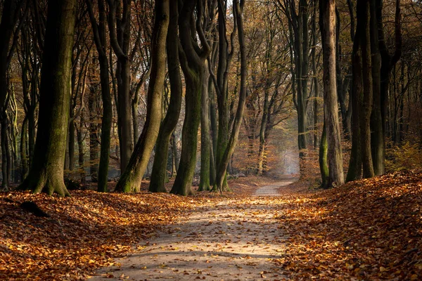 Herfst bladeren bedekken de weg door het bos — Stockfoto