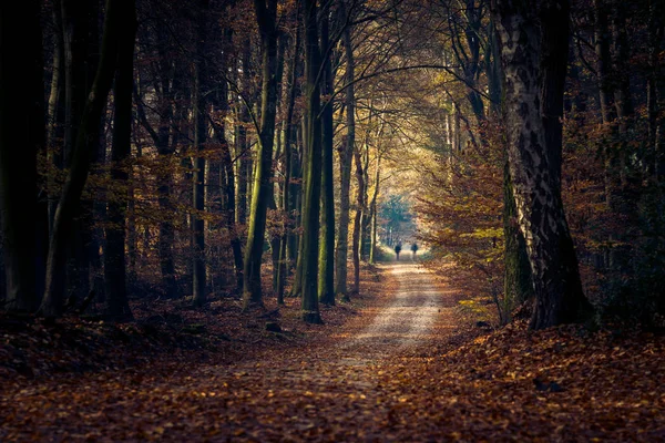 Schmutziger Sandweg durch den herbstlichen Wald am frühen Morgen — Stockfoto