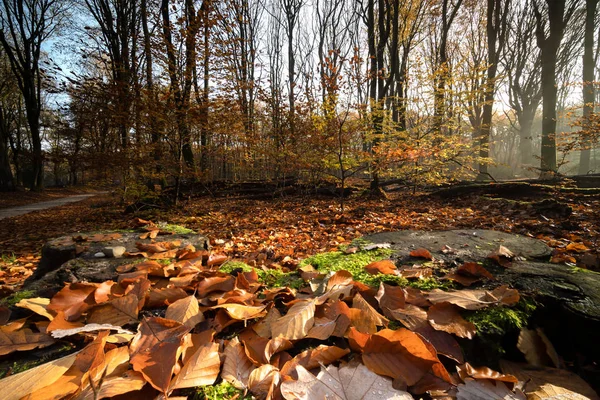Kleurrijke herfstbladeren van beukenboom op een boomstam op de voorgrond — Stockfoto