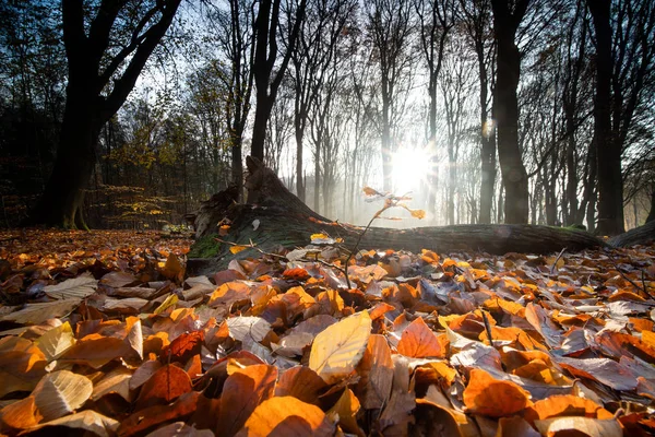 Podzimní Listí Lesní Půdě Světle Ranního Západu Slunce — Stock fotografie