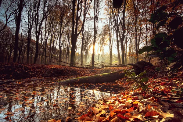Pool im Wald mit reflektierendem Herbstlaub und Sonnenstrahlen — Stockfoto
