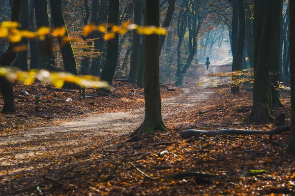 La signora è a cavallo lungo un sentiero sabbioso nella foresta autunnale — Foto Stock