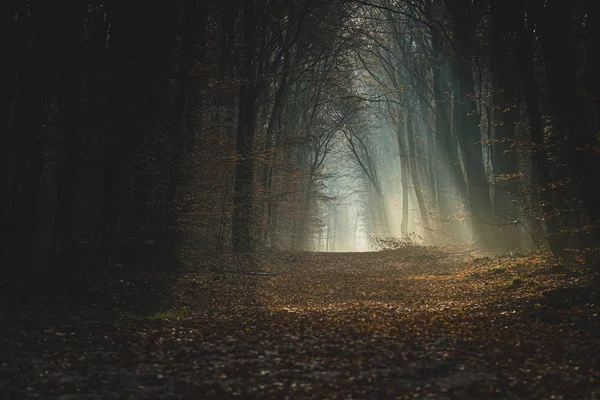 Trilha no outono escuro forrest com raios de sol brilhantes do início — Fotografia de Stock