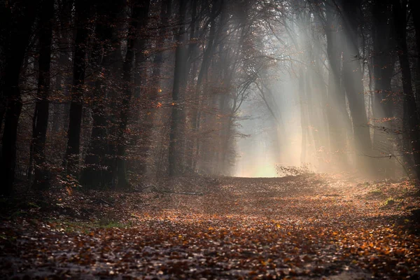 Trail in the dark autumn forrest with shiny sunrays of the early — Stock Photo, Image