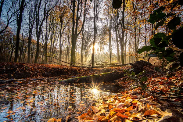 Piscina en el bosque con hojas de otoño reflectantes y rayos de sol —  Fotos de Stock