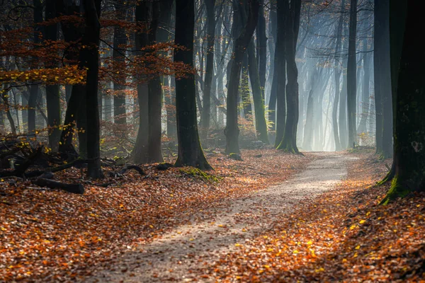 Sandpfad im Wald mit goldenem Smaragd im Herbst — Stockfoto