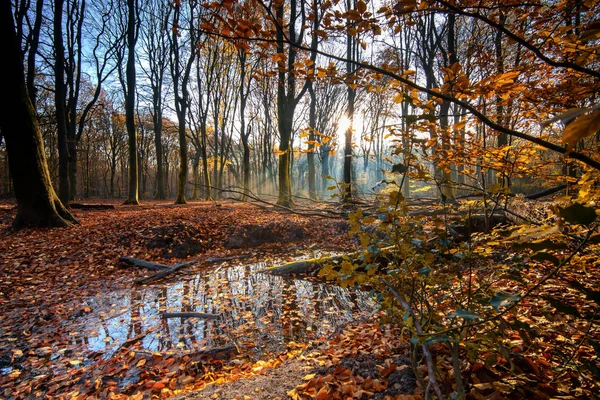 Piscina en el bosque con hojas de otoño reflectantes y rayos de sol —  Fotos de Stock