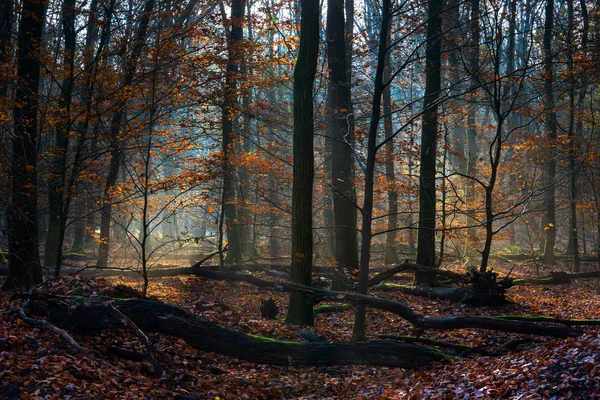 Raggi di sole tra i tronchi d'albero su un terreno forestale coperto di — Foto Stock