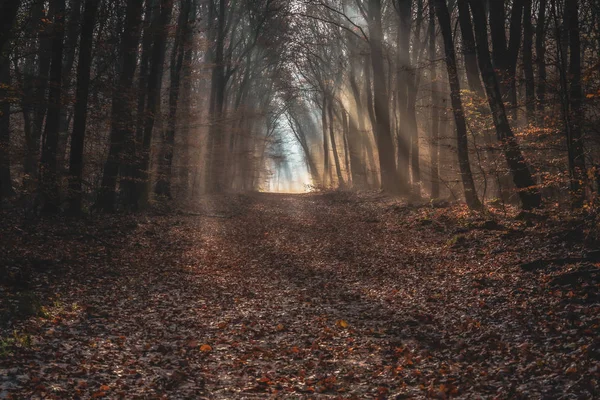 Wanderweg im dunklen Herbstwald mit strahlenden Sonnenstrahlen der frühen Morgenstunden — Stockfoto