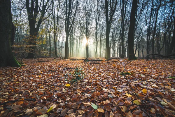 Forrest Bomen Herfst Wildernis mist Bladeren ochtend zonsondergang — Stockfoto