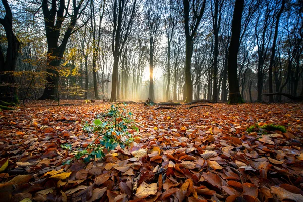 Bosque Árboles Otoño Desierto Niebla Hojas amanecer puesta del sol —  Fotos de Stock