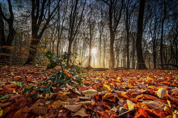 Wald Bäume Herbst Wildnis Nebel Blätter Morgen Sonnenuntergang — Stockfoto