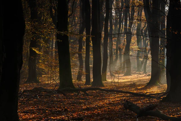 Zonnestralen tussen de boomstammen op een bosgrond bedekt met — Stockfoto