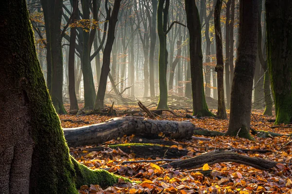 Raggi di sole tra i tronchi d'albero su un terreno forestale coperto di — Foto Stock