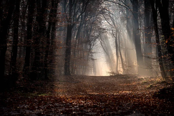 Wanderweg im dunklen Herbstwald mit strahlenden Sonnenstrahlen der frühen Morgenstunden — Stockfoto