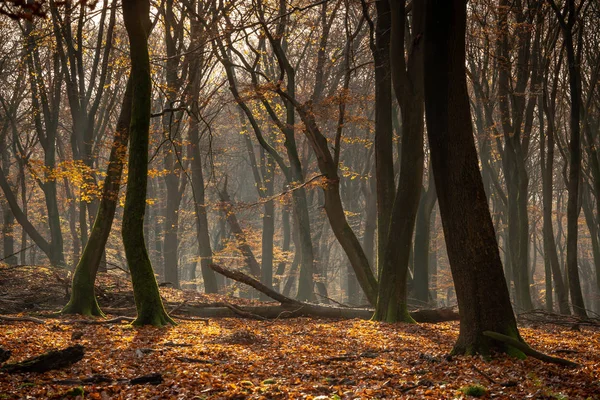 Mañana brumosa en el bosque de otoño iluminado por el sol con hermoso sujetador de otoño —  Fotos de Stock