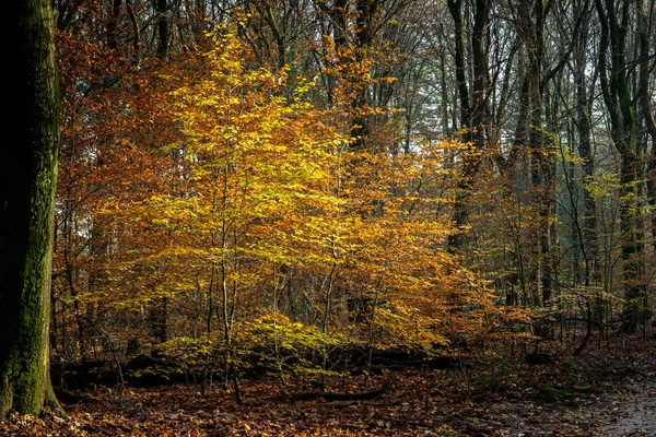 Brightly colored autumn leaves on a twig of a beech tree — ストック写真