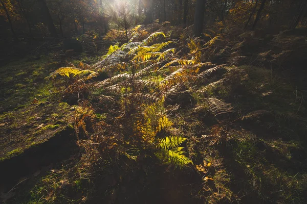 A samambaia de floresta na luz solar do outono na floresta — Fotografia de Stock