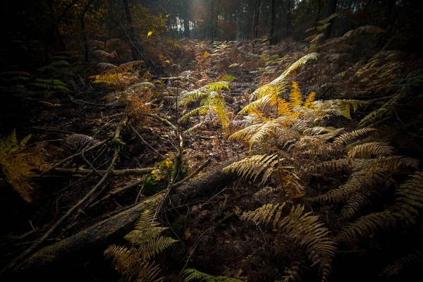 Лес в лучах осеннего солнца — стоковое фото