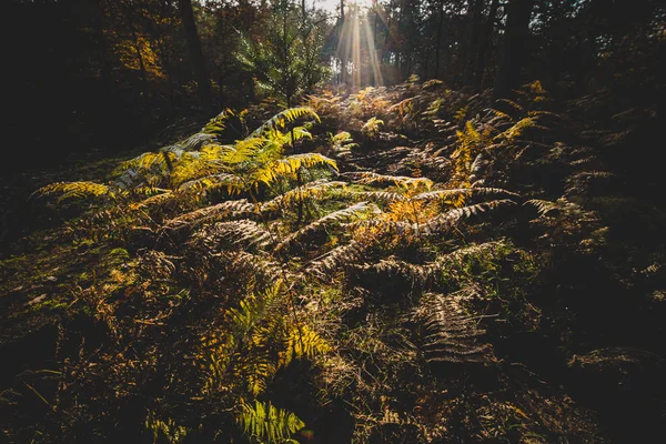 Лес в лучах осеннего солнца — стоковое фото