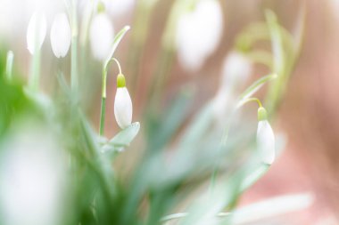 Baharın kar damlası sembolü. Galanthus, kar damlası, Galanthus nivalis. Yaklaş, yumuşak odaklan