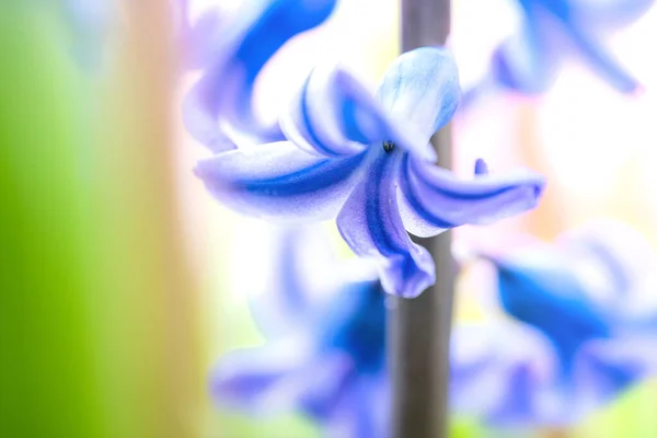 Krásné Zasněné Detailní Záběry Společné Hyacinth Als — Stock fotografie